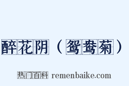 醉花阴（鸳鸯菊）是什么意思的图片